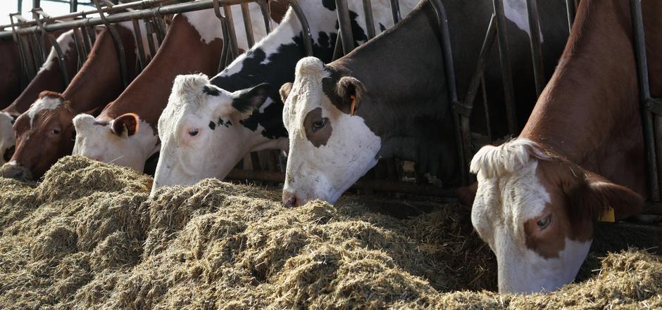 Tiernahrung - Industrie - Geschäftsbereiche - CREMER